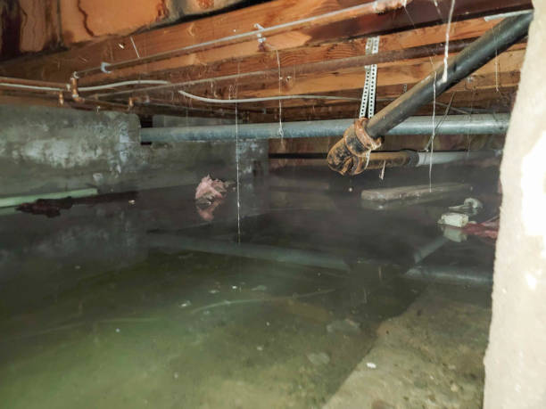 Best Water damage contractors near me  in Winchester, MO